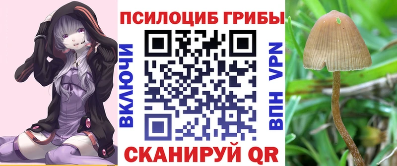 хочу   Красноярск  KRAKEN как зайти  Псилоцибиновые грибы Psilocybe 